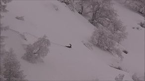 Steinbock im hohen Schnee watend